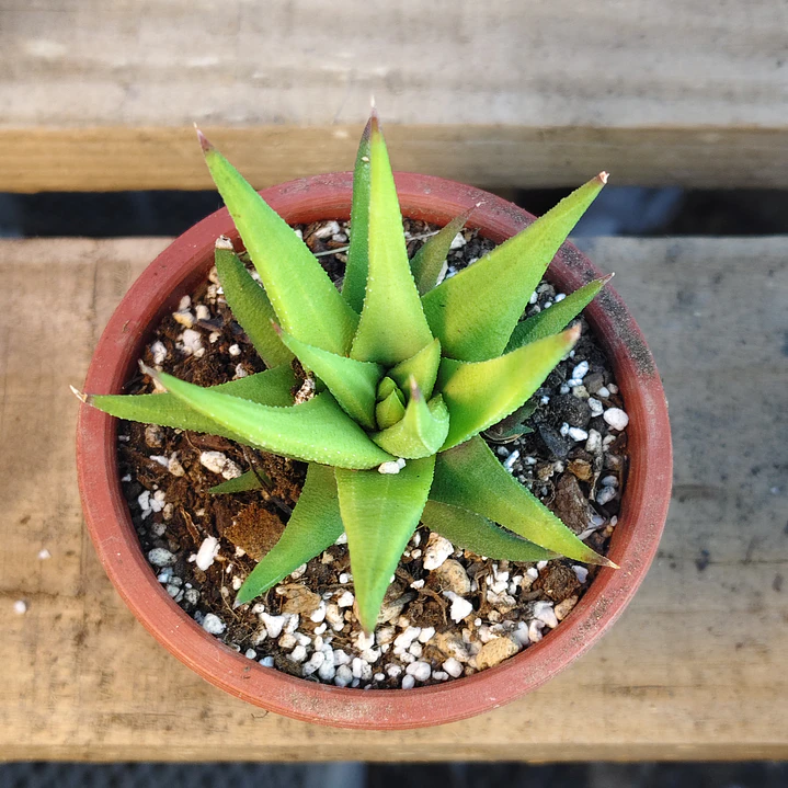 Haworthia Glabrata  2