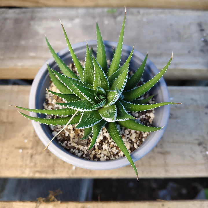 Haworthia Attenuata (Cebra/Cebrita) 2