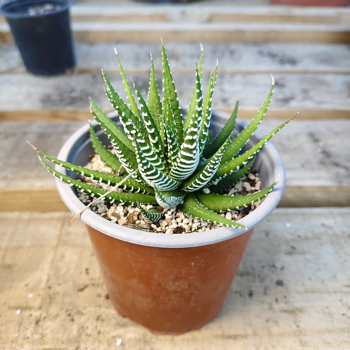 Haworthia Attenuata (Cebra/Cebrita) 1