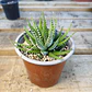 Haworthia Attenuata (Cebra/Cebrita) - Miniatura 1