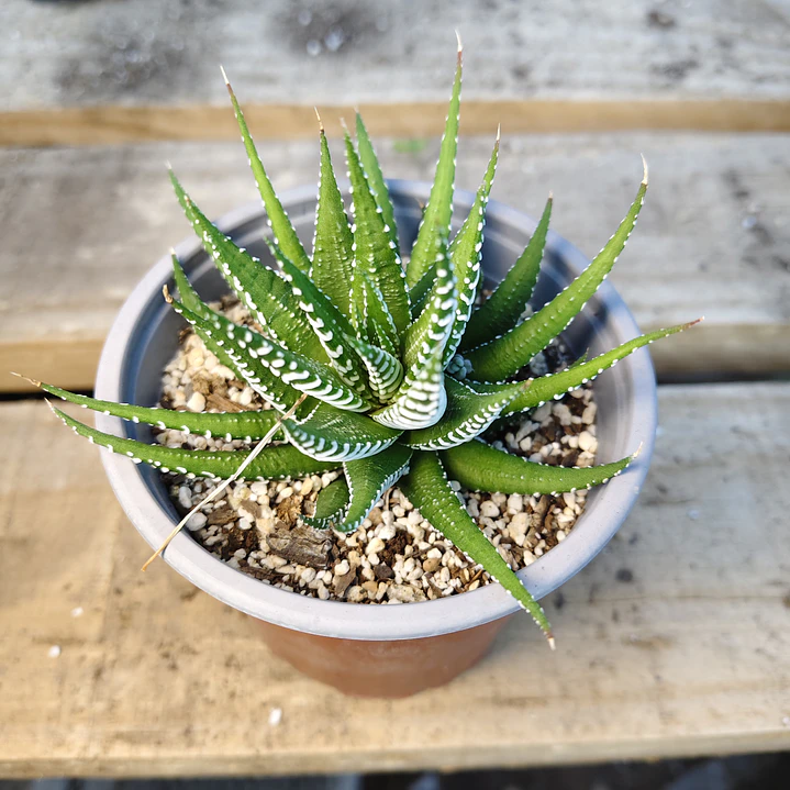 Haworthia Attenuata (Cebra/Cebrita) 4