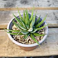 Haworthia Attenuata (Cebra/Cebrita) - Miniatura 4