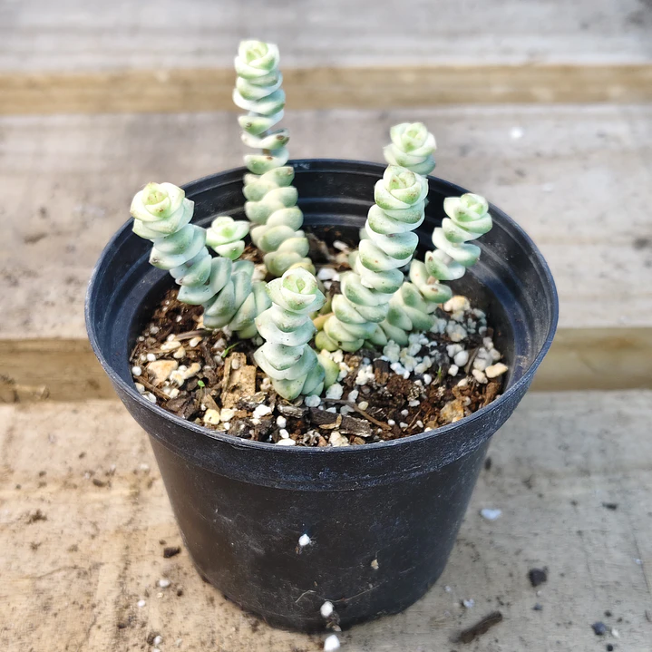 Crassula Baby's Necklace Variegada 1