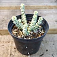 Crassula Baby's Necklace Variegada - Miniatura 1