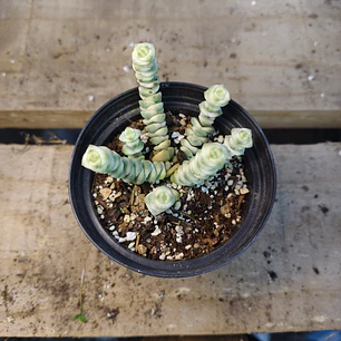 Crassula Baby's Necklace Variegada