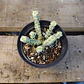 Crassula Baby's Necklace Variegada - Miniatura 2