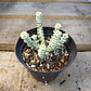 Crassula Baby's Necklace Variegada - Miniatura 3