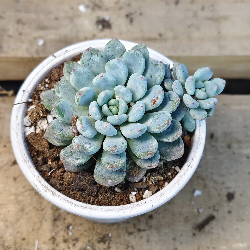 Echeveria Albida Iria 4