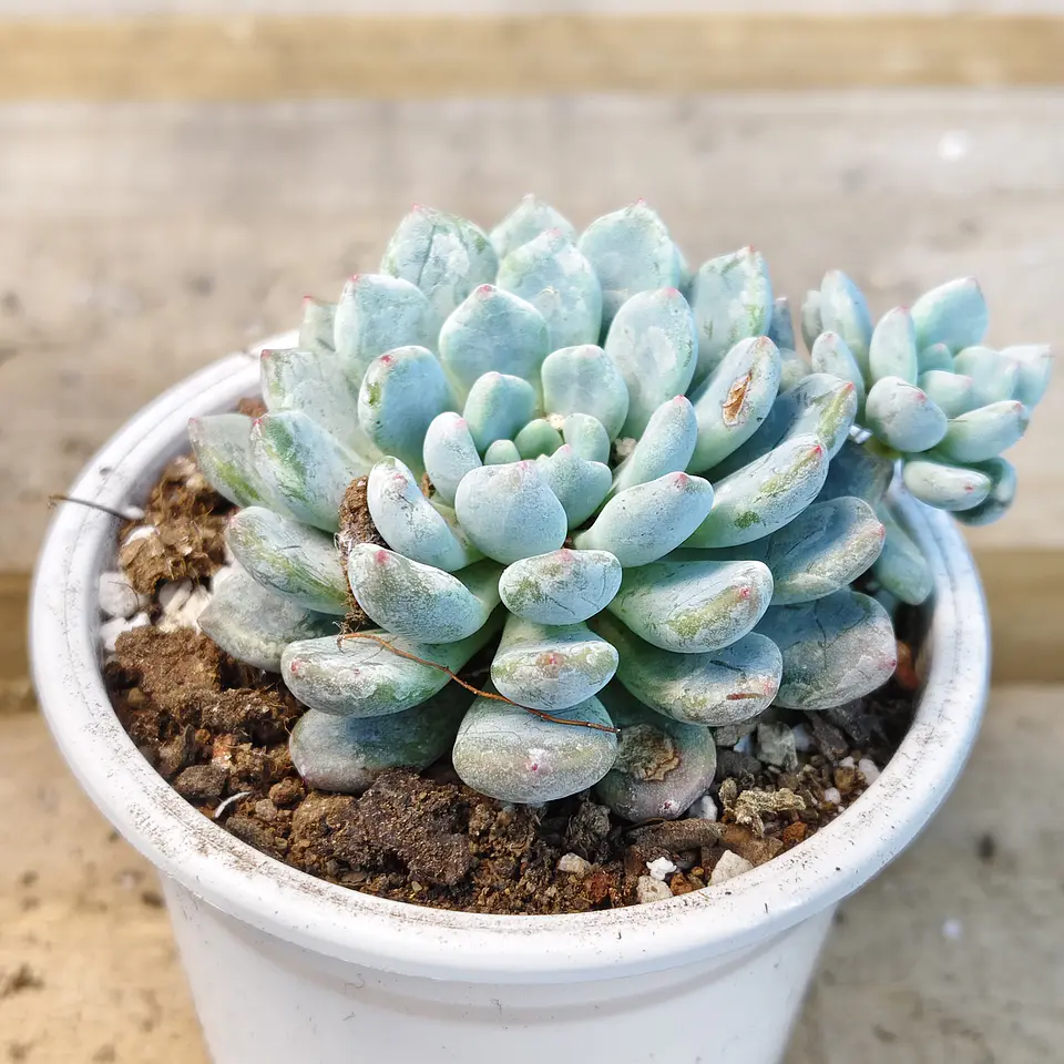 Echeveria Albida Iria 2