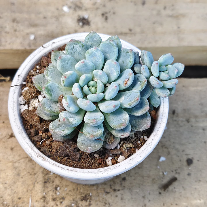 Echeveria Albida Iria 1
