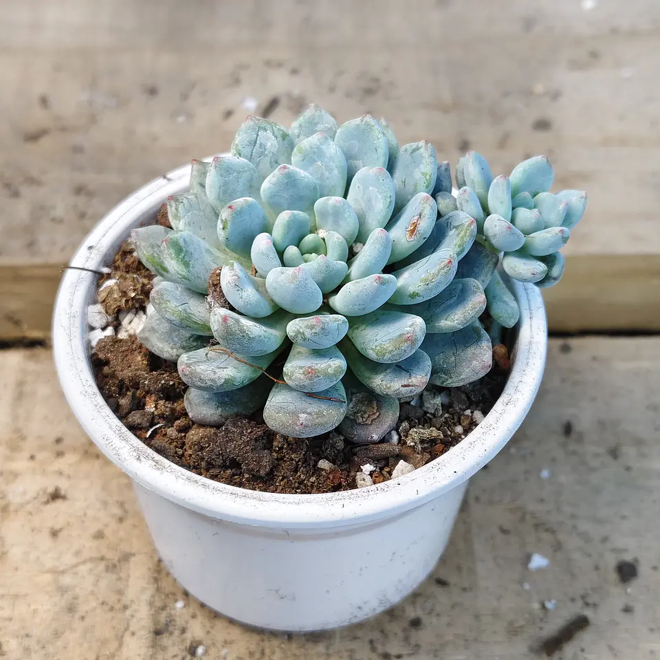 Echeveria Albida Iria 3