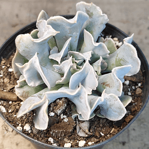 Echeveria Nichi