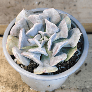 Echeveria Cubic Frost