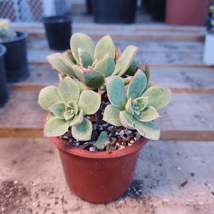 Aeonium Haworthiii