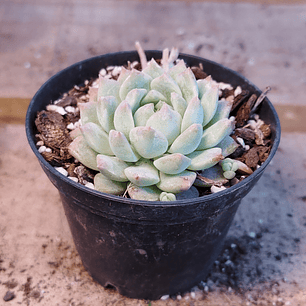 Echeveria prolifera