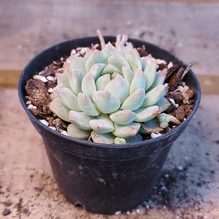 Echeveria prolifera 1
