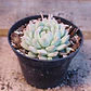 Echeveria prolifera - Miniatura 1