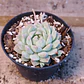 Echeveria prolifera - Miniatura 2