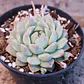 Echeveria prolifera - Miniatura 3