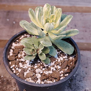 Aeonium Castello-Paivae  Variegado (Suncup)