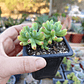 Sedum Pachyphyllum - Miniatura 3
