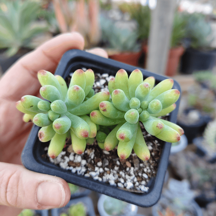 Sedum Pachyphyllum 2