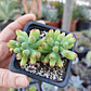 Sedum Pachyphyllum - Miniatura 2
