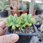 Sedum Pachyphyllum - Miniatura 1