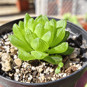 Haworthia Cymbiformis Var. Obtusa