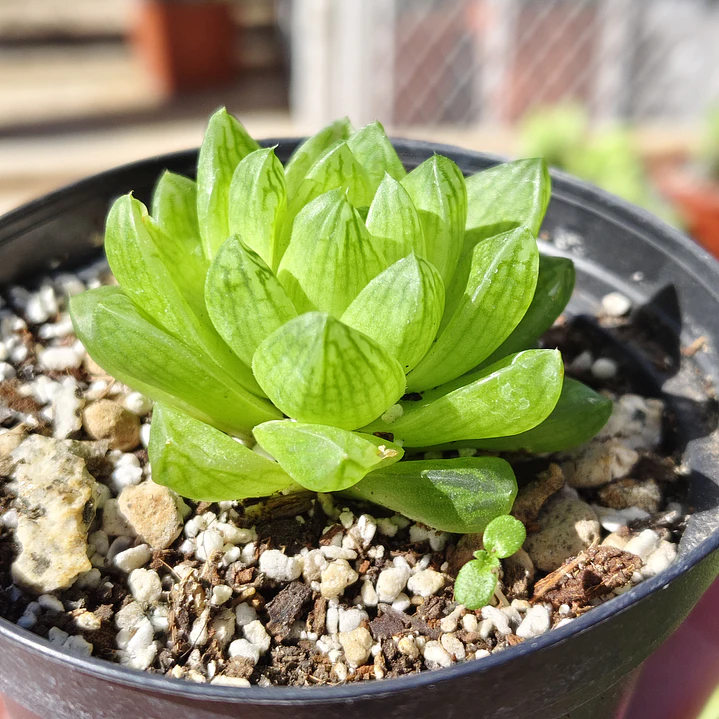 Haworthia Cymbiformis Var. Obtusa 1