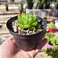 Haworthia Cymbiformis Var. Obtusa - Miniatura 2