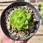 Haworthia Cymbiformis Var. Obtusa - Miniatura 3
