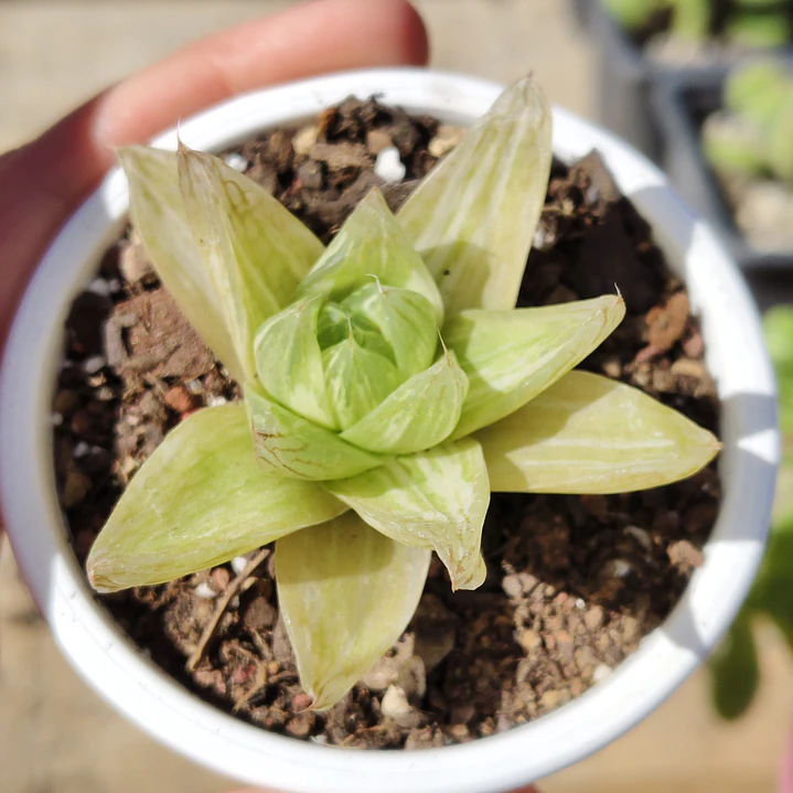 Haworthia cymbiformis Variegada  1