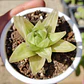 Haworthia cymbiformis Variegada  - Miniatura 1