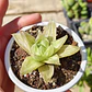 Haworthia cymbiformis Variegada  - Miniatura 2