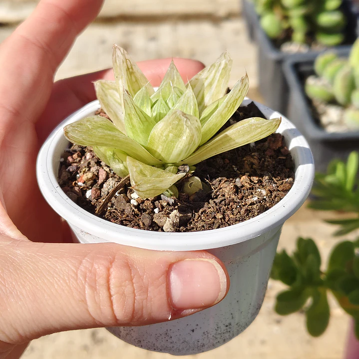 Haworthia cymbiformis Variegada  3