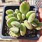Cotyledon Tomentosa (Garrita de oso) - Miniatura 4