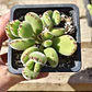 Cotyledon Tomentosa (Garrita de oso) - Miniatura 5