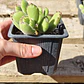 Cotyledon Tomentosa (Garrita de oso) - Miniatura 6
