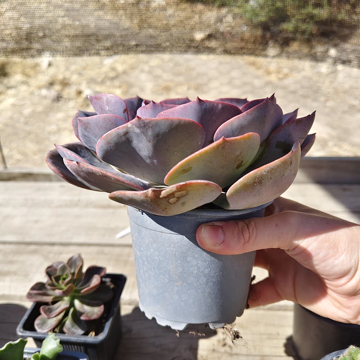 Echeveria Dusty Rose 2