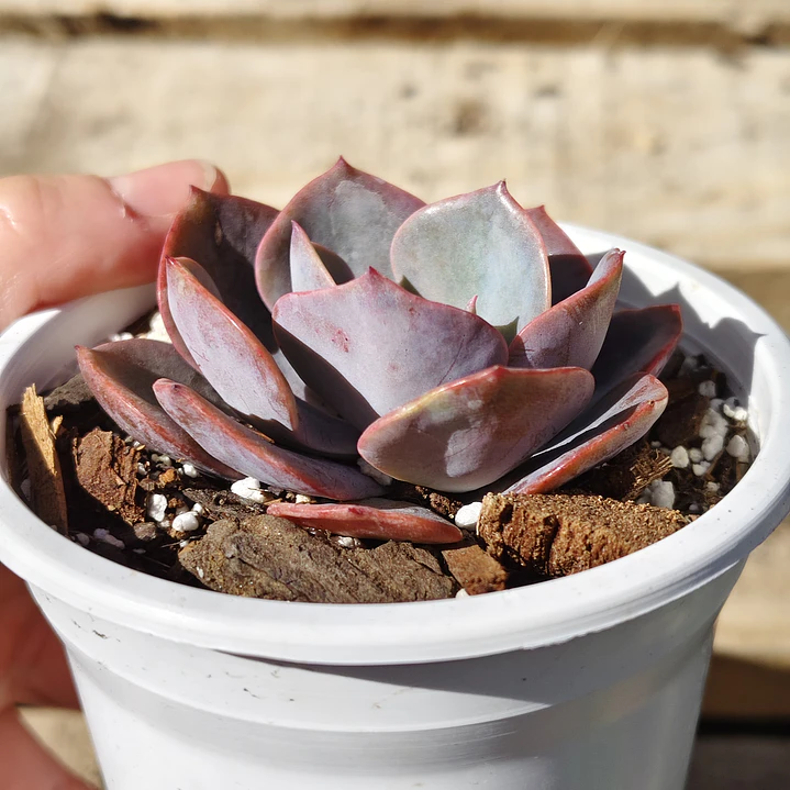 Echeveria Dusty Rose 4