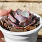 Echeveria Dusty Rose - Miniatura 4
