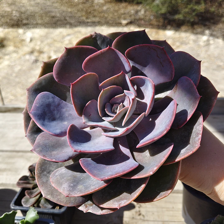 Echeveria Dusty Rose 1