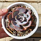 Echeveria Dusty Rose - Miniatura 5