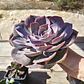 Echeveria Dusty Rose - Miniatura 6