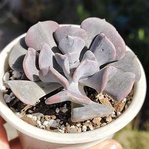 Echeveria Cubic Frost