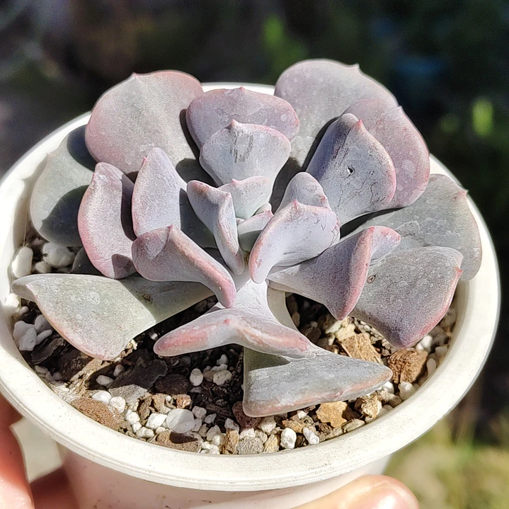 Echeveria Cubic Frost 1