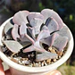 Echeveria Cubic Frost - Miniatura 1