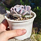 Echeveria Cubic Frost - Miniatura 2