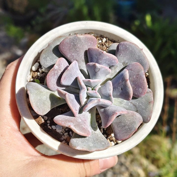 Echeveria Cubic Frost 3